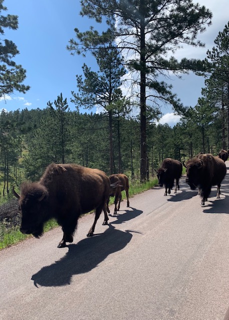 south_dakota_scenic_drives_bison