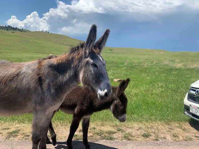 south_dakota_scenic_drives_bison_burro